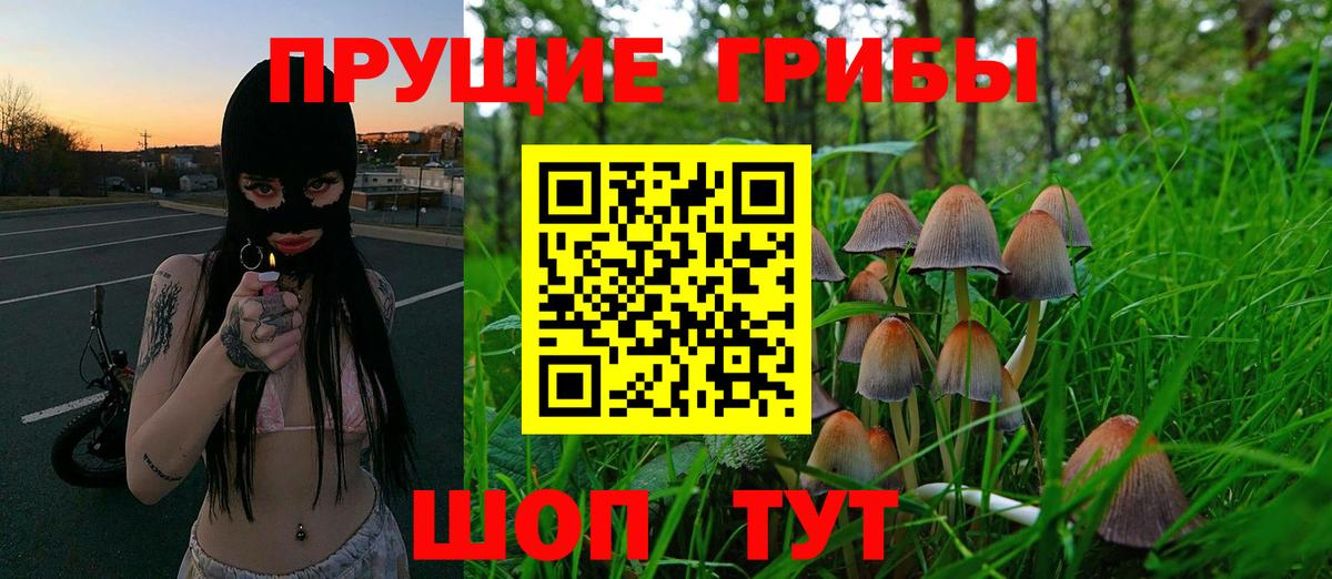 Псилоцибиновые грибы Cubensis Березники